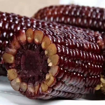 研优黑香甜糯玉米种子 菜园农家黑亮大穗苞米籽 甜糯无渣春秋蔬菜