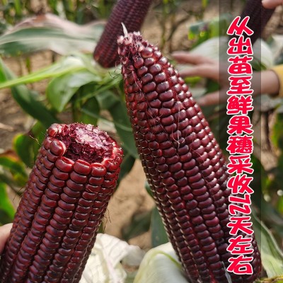 研优黑香甜糯玉米种子 菜园农家黑亮大穗苞米籽 甜糯无渣春秋蔬菜图2