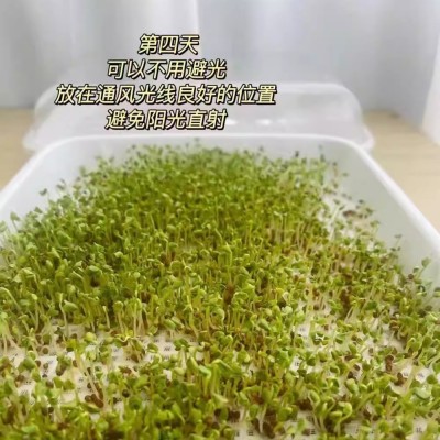 西兰花芽苗种子青花椰菜芽苗种籽营养价值高水培芽苗菜西蓝花种孑图3