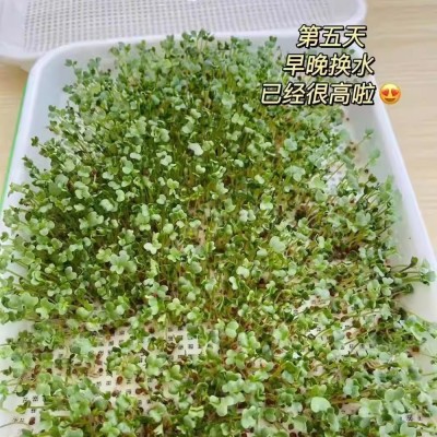 西兰花芽苗种子青花椰菜芽苗种籽营养价值高水培芽苗菜西蓝花种孑