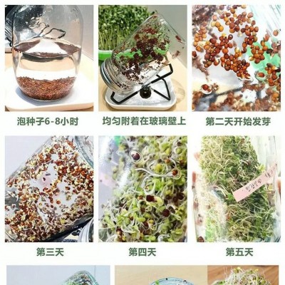 西兰花芽苗种子青花椰菜芽苗种籽营养价值高水培芽苗菜西蓝花种孑图2