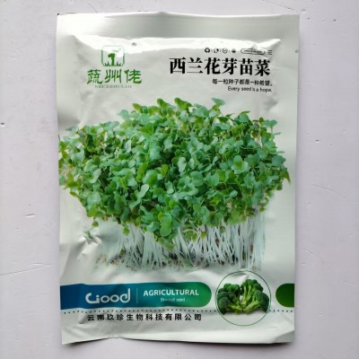 西兰花芽苗种子青花椰菜芽苗种籽营养价值高水培芽苗菜西蓝花种孑图4