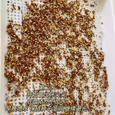 西兰花芽苗种子青花椰菜芽苗种籽营养价值高水培芽苗菜西蓝花种孑图5