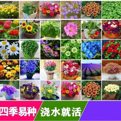 易爆盆种子四季播种凤仙花向日葵郁金香种球太阳花种子家庭园艺图4