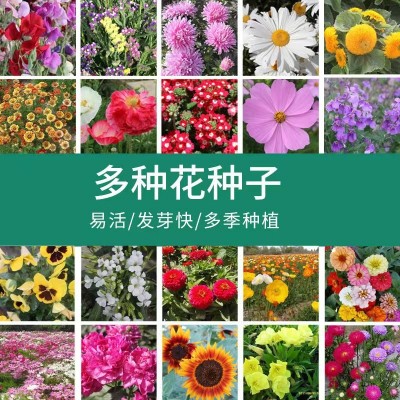 易爆盆种子四季播种凤仙花向日葵郁金香种球太阳花种子家庭园艺图5