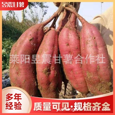 地瓜厂家批发 红六鳌地瓜红蜜薯沙地红薯漳州红心地瓜红番薯图2