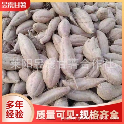 地瓜厂家批发 红六鳌地瓜红蜜薯沙地红薯漳州红心地瓜红番薯图3
