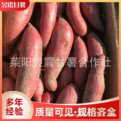 地瓜厂家批发 红六鳌地瓜红蜜薯沙地红薯漳州红心地瓜红番薯图5