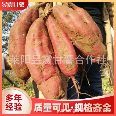 地瓜厂家批发 红六鳌地瓜红蜜薯沙地红薯漳州红心地瓜红番薯图4