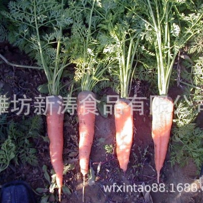 保鲜胡萝卜（出口）（基地种植、厂家直供）图3