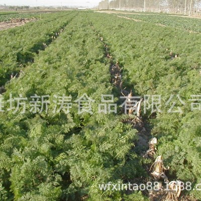 保鲜胡萝卜（出口）（基地种植、厂家直供）图4