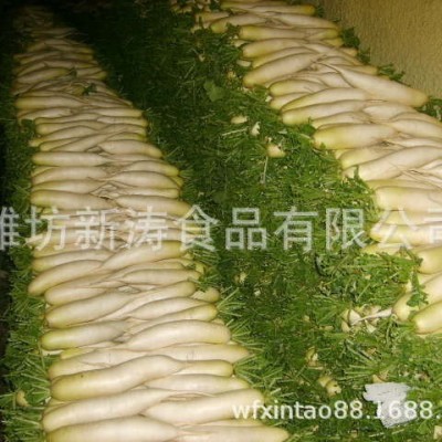 保鲜白萝卜（基地种植、厂家直供）图3