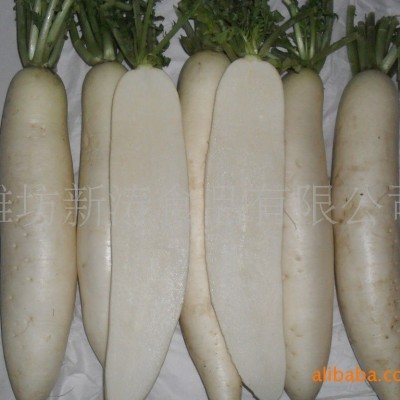 保鲜白萝卜（基地种植、厂家直供）图4