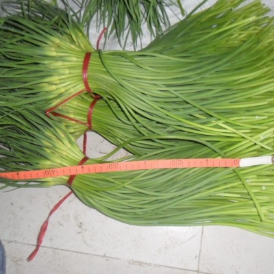 出售金乡大蒜 、蒜苔 、质量好大蒜、出口大蒜新鲜优质有机蒜