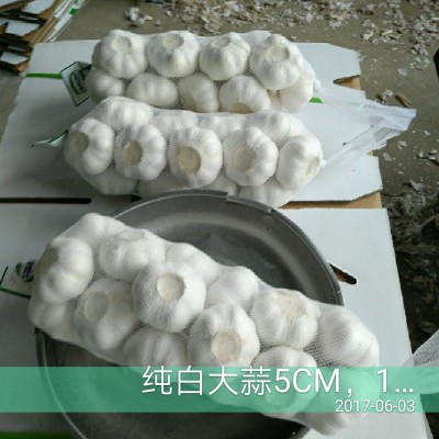 出售金乡大蒜 、蒜苔 、质量好大蒜、出口大蒜新鲜优质有机蒜图3
