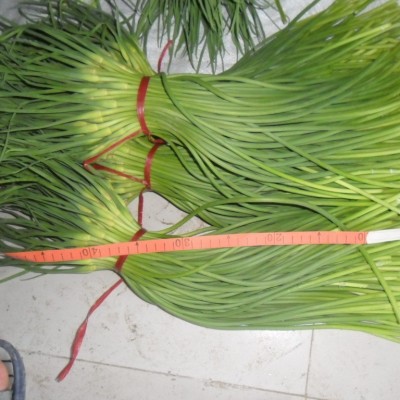 2026年金乡大蒜、蒜薹。冷库，黄洋葱，红蒜白蒜云南紫皮独头蒜图2