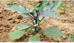 科学种菜---让小菜园长出大效益(二)茄子种植方法和管理技术
