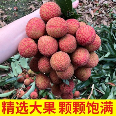 （京东空运坐飞机的）广东高州白糖罂荔枝百年老树当季新鲜荔枝图5