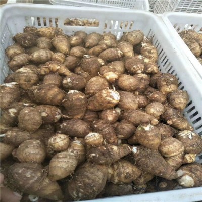芋头种批发 子香芋产地 山东芋头产地图3