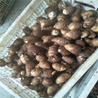 芋头种批发 子香芋产地 山东芋头产地图4