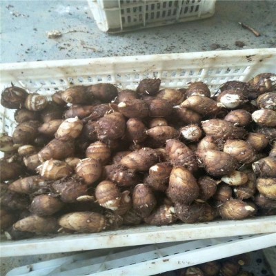 芋头种批发 子香芋产地 山东芋头产地