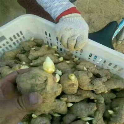 生姜种子产地 姜种批发 产地货源
