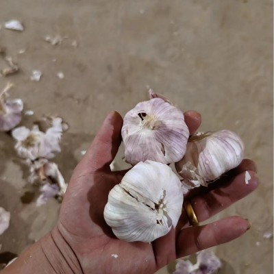 山东大蒜批发 紫皮蒜 白皮蒜 货源充足 品质好图3
