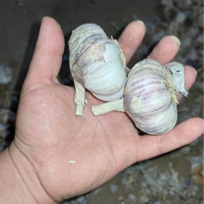 山东大蒜批发 紫皮蒜 白皮蒜 货源充足 品质好图4