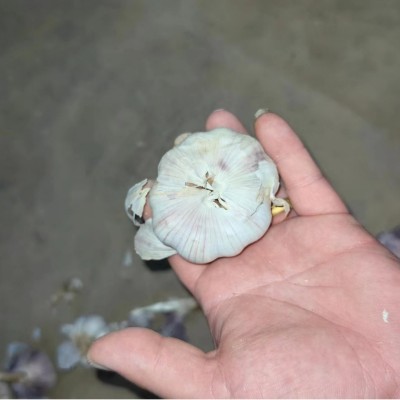 山东大蒜批发 紫皮蒜 白皮蒜 货源充足 品质好