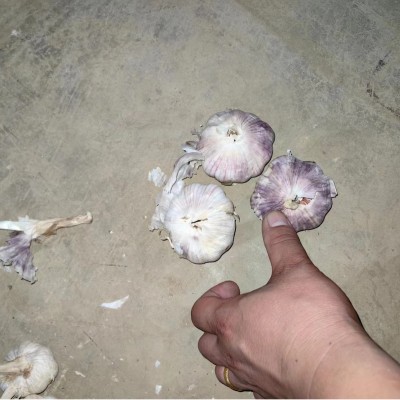 山东大蒜批发 紫皮蒜 白皮蒜 货源充足 品质好图2