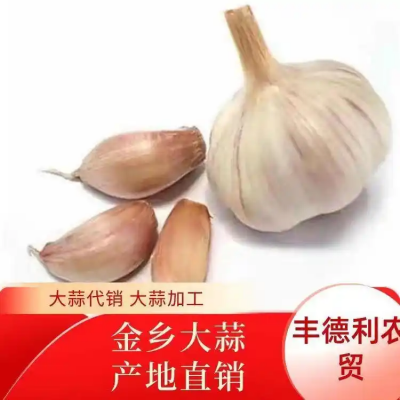 丰德利 鲜白当季种植 紫皮大蒜 出口品质 可按需包装
