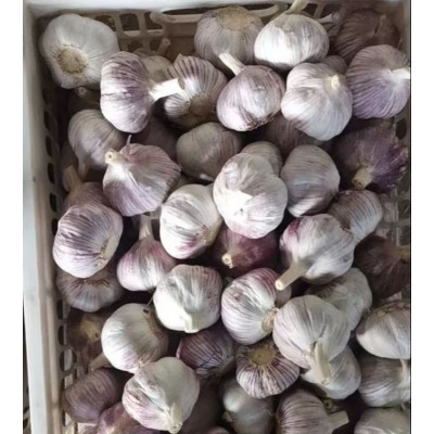 丰德利大蒜 新鲜美味 无农药残留 品质高 口味好 用途广 产地直发图5