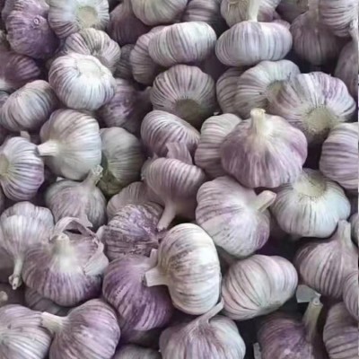 丰德利大蒜 新鲜美味 无农药残留 品质高 口味好 用途广 产地直发图3