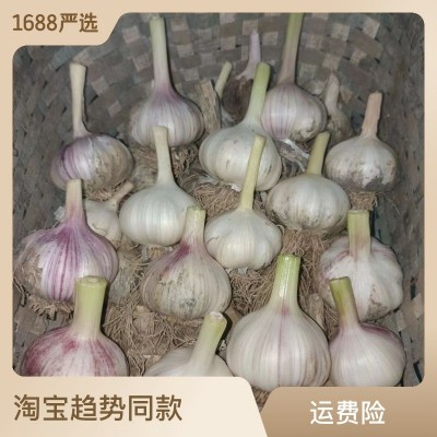 批发2026年新紫白皮大蒜5.0厘米1斤大蒜头金乡大蒜产地一件代发图3
