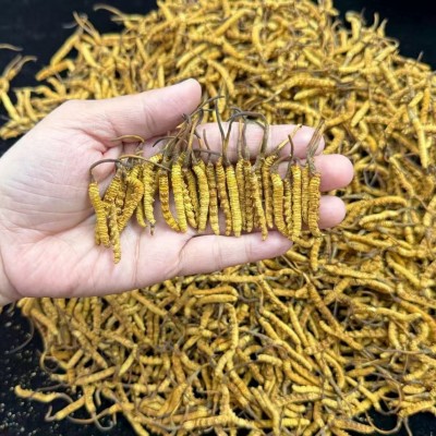 冬虫夏草头期冻干整条虫草足干无断草高端滋补品批发代发诚招代理图3