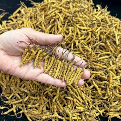 冬虫夏草头期冻干整条虫草足干无断草高端滋补品批发代发诚招代理图4