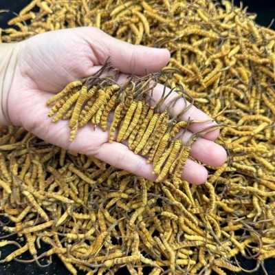 冬虫夏草头期冻干整条虫草足干无断草高端滋补品批发代发诚招代理