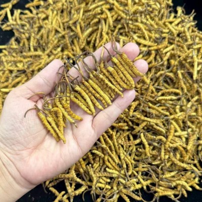 冬虫夏草头期冻干整条虫草足干无断草高端滋补品批发代发诚招代理图2