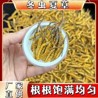冬虫夏草头期冻干整条虫草足干无断草高端滋补品批发代发诚招代理图5