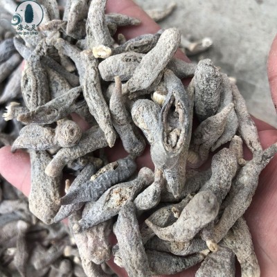 一手批发小白茄参茄参印尼尖尾茄参便宜参400头全国海参代发零售图5