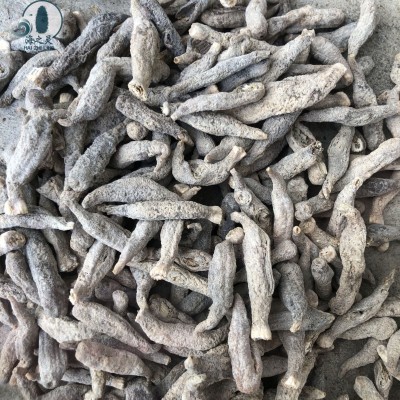 一手批发小白茄参茄参印尼尖尾茄参便宜参400头全国海参代发零售