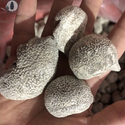 大白珍珠参52头批发珍珠球小龙眼球参性价比高质量好水产干货海参图5
