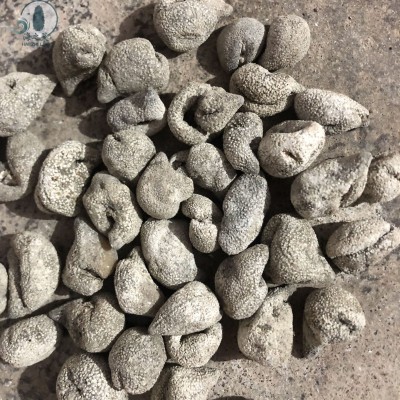 大白珍珠参52头批发珍珠球小龙眼球参性价比高质量好水产干货海参图4