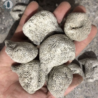 大白珍珠参52头批发珍珠球小龙眼球参性价比高质量好水产干货海参图3