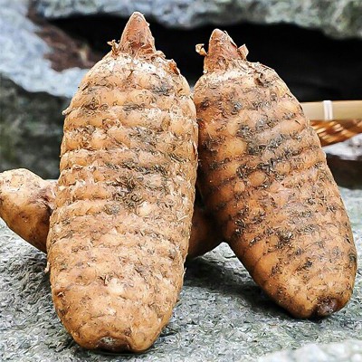 新鲜天麻云南昭通小草坝生天麻现挖天麻滋补中药材天麻新鲜批发