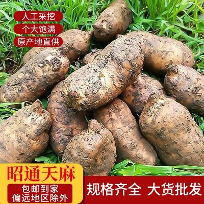 新鲜天麻云南昭通小草坝生天麻现挖天麻滋补中药材天麻新鲜批发图2