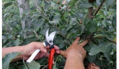 夏季苹果园管理技术要点