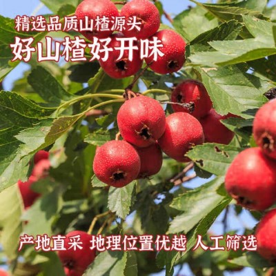 鸡内金六物山楂丸山药茯苓山楂球小包装酸甜休闲糖果零食山楂球