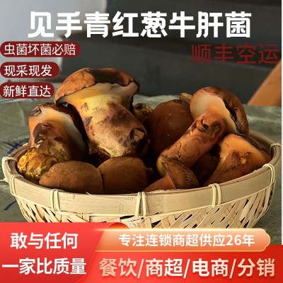云南新鲜见手青红葱牛肝菌网红爆款野生菌菇蘑菇人工种植食用菌