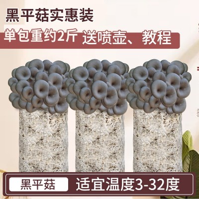 蘑菇种植包 儿童种植蘑菇盆栽礼品学校幼儿园菌包diy菌菇种植盲盒